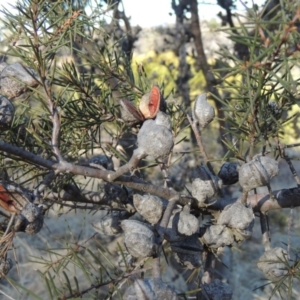 Hakea sericea at Greenway, ACT - 20 Aug 2018