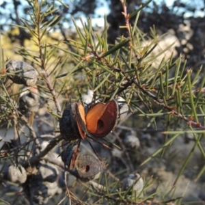 Hakea sericea at Greenway, ACT - 20 Aug 2018 05:10 PM