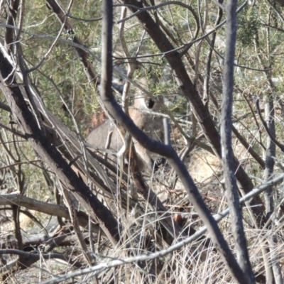 Notamacropus rufogriseus (Red-necked Wallaby) at Pine Island to Point Hut - 20 Aug 2018 by michaelb