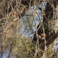 Amyema cambagei (Sheoak Mistletoe) at Greenway, ACT - 20 Aug 2018 by MichaelBedingfield