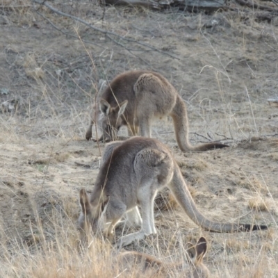 Macropus giganteus (Eastern Grey Kangaroo) at Greenway, ACT - 20 Aug 2018 by MichaelBedingfield