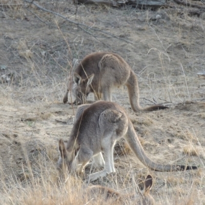 Macropus giganteus (Eastern Grey Kangaroo) at Pine Island to Point Hut - 20 Aug 2018 by michaelb