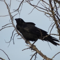 Corvus coronoides (Australian Raven) at Greenway, ACT - 20 Aug 2018 by MichaelBedingfield