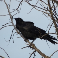Corvus coronoides (Australian Raven) at Pine Island to Point Hut - 20 Aug 2018 by michaelb
