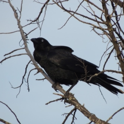 Corvus coronoides (Australian Raven) at Pine Island to Point Hut - 20 Aug 2018 by michaelb
