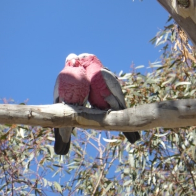 Eolophus roseicapilla (Galah) at Wanniassa Hill - 29 Aug 2018 by Mike