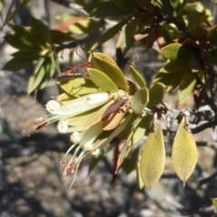 Styphelia triflora (Five-corners) at Wanniassa Hill - 29 Aug 2018 by Mike