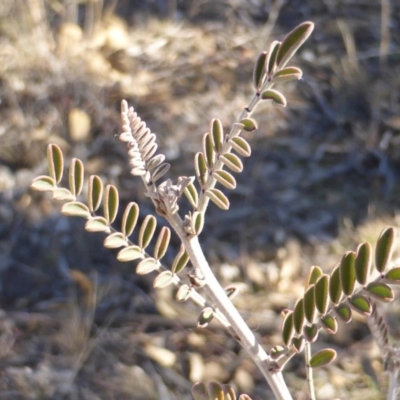 Indigofera adesmiifolia (Tick Indigo) at Wanniassa Hill - 29 Aug 2018 by Mike