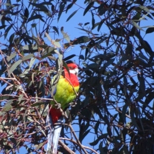 Platycercus eximius at Wanniassa Hill - 29 Aug 2018