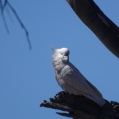Cacatua galerita (Sulphur-crested Cockatoo) at Wanniassa Hill - 29 Aug 2018 by Mike