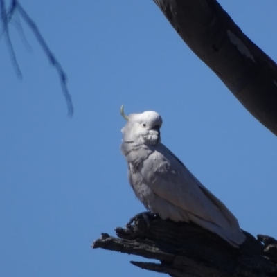 Cacatua galerita (Sulphur-crested Cockatoo) at Wanniassa Hill - 29 Aug 2018 by Mike