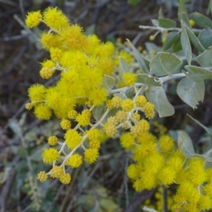 Acacia podalyriifolia at Isaacs, ACT - 28 Aug 2018 04:50 PM