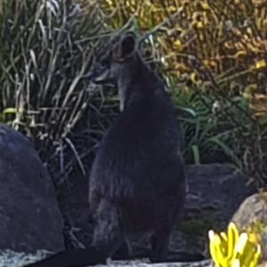 Wallabia bicolor at Turner, ACT - 29 Aug 2018 03:59 PM