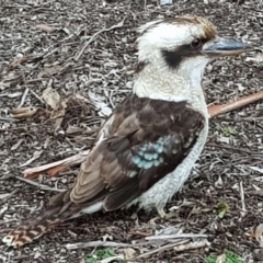 Dacelo novaeguineae (Laughing Kookaburra) at ANBG - 29 Aug 2018 by KMcCue