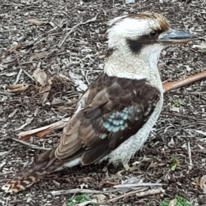 Dacelo novaeguineae at Acton, ACT - 29 Aug 2018 03:24 PM