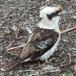 Dacelo novaeguineae at Acton, ACT - 29 Aug 2018