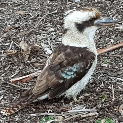 Dacelo novaeguineae (Laughing Kookaburra) at Acton, ACT - 29 Aug 2018 by KMcCue