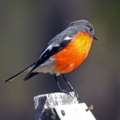 Petroica phoenicea (Flame Robin) at Paddys River, ACT - 28 Aug 2018 by RodDeb