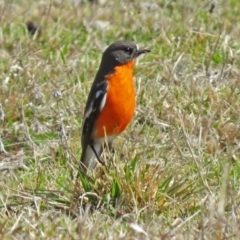 Petroica phoenicea at Paddys River, ACT - 28 Aug 2018