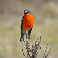 Petroica phoenicea at Paddys River, ACT - 28 Aug 2018