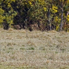 Petroica phoenicea at Paddys River, ACT - 28 Aug 2018