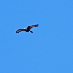 Aquila audax at Paddys River, ACT - 28 Aug 2018