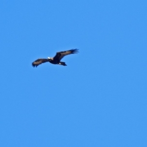 Aquila audax at Paddys River, ACT - 28 Aug 2018 11:21 AM