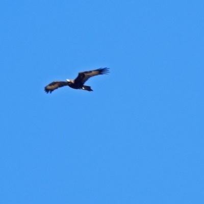 Aquila audax (Wedge-tailed Eagle) at Paddys River, ACT - 28 Aug 2018 by RodDeb