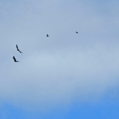 Aquila audax at Paddys River, ACT - 28 Aug 2018 11:21 AM