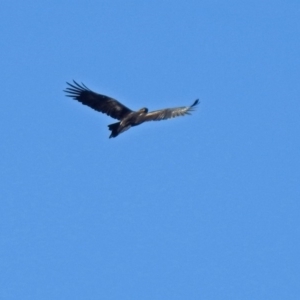 Aquila audax at Paddys River, ACT - 28 Aug 2018