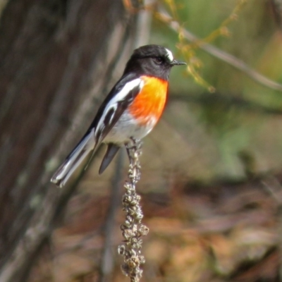 Petroica boodang (Scarlet Robin) at Tidbinbilla Nature Reserve - 28 Aug 2018 by RodDeb