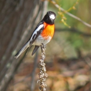 Petroica boodang at Paddys River, ACT - 28 Aug 2018 12:31 PM