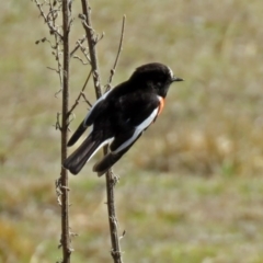 Petroica boodang at Paddys River, ACT - 28 Aug 2018 12:31 PM