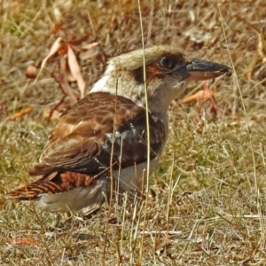 Dacelo novaeguineae at Paddys River, ACT - 28 Aug 2018