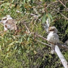 Dacelo novaeguineae at Paddys River, ACT - 28 Aug 2018