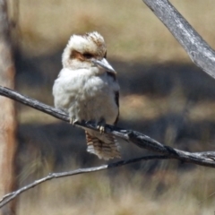 Dacelo novaeguineae at Paddys River, ACT - 28 Aug 2018