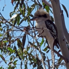 Dacelo novaeguineae at Paddys River, ACT - 28 Aug 2018