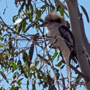 Dacelo novaeguineae at Paddys River, ACT - 28 Aug 2018