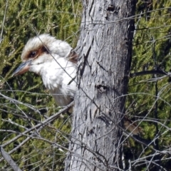 Dacelo novaeguineae at Paddys River, ACT - 28 Aug 2018