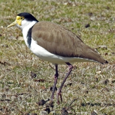 Vanellus miles (Masked Lapwing) at Paddys River, ACT - 28 Aug 2018 by RodDeb