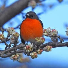 Petroica phoenicea (Flame Robin) at Paddys River, ACT - 28 Aug 2018 by RodDeb