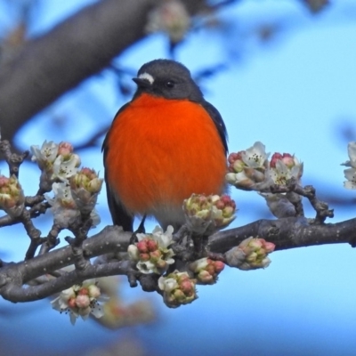 Petroica phoenicea (Flame Robin) at Tidbinbilla Nature Reserve - 28 Aug 2018 by RodDeb