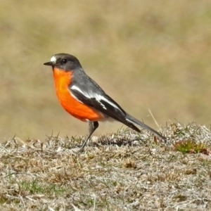 Petroica phoenicea at Paddys River, ACT - 28 Aug 2018