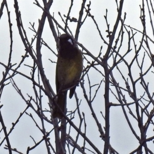 Nesoptilotis leucotis at Paddys River, ACT - 28 Aug 2018