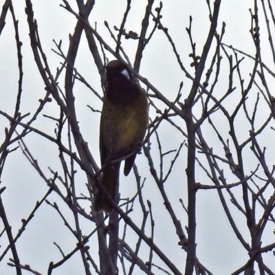 Nesoptilotis leucotis (White-eared Honeyeater) at Tidbinbilla Nature Reserve - 28 Aug 2018 by RodDeb