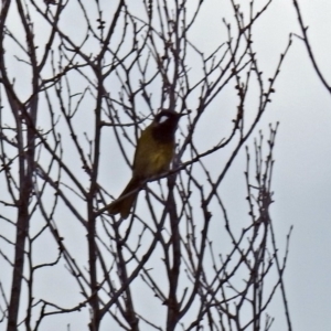 Nesoptilotis leucotis at Paddys River, ACT - 28 Aug 2018