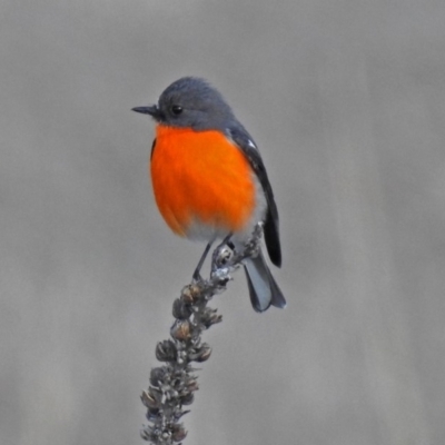 Petroica phoenicea (Flame Robin) at Paddys River, ACT - 28 Aug 2018 by RodDeb