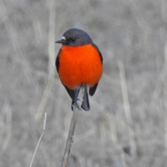 Petroica phoenicea at Paddys River, ACT - 28 Aug 2018