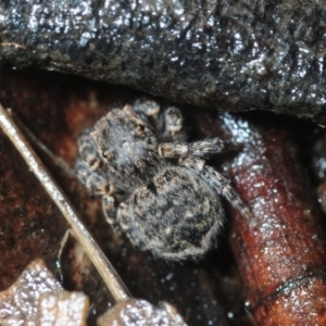 Maratus vespertilio at Canberra Central, ACT - suppressed