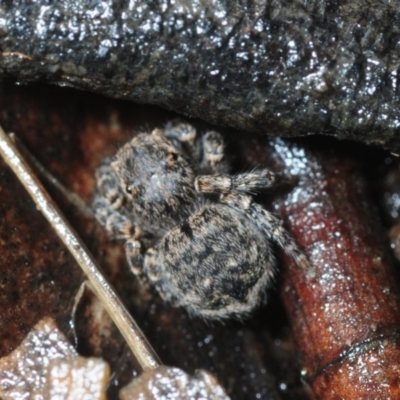 Maratus vespertilio (Bat-like peacock spider) at Black Mountain - 12 Aug 2018 by Harrisi